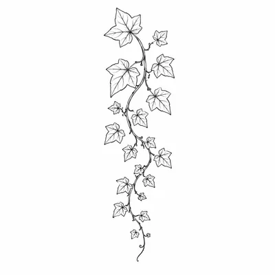 fine line ivy tattoo design, black linework flash