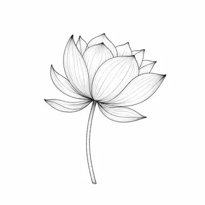 fine line lotus tattoo design, black linework flash