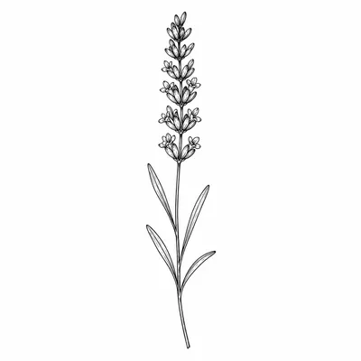 minimalist lavender tattoo design, black linework flash